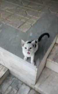 واگذاری بچه گربه رایگان