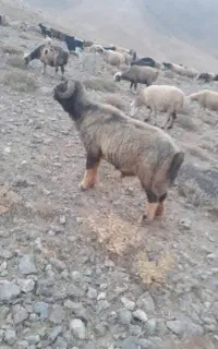 قوچ داشتی