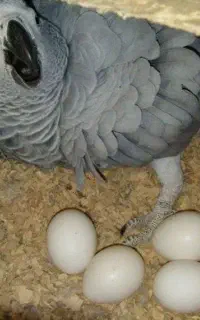 تخم نطفه دار کاسکو