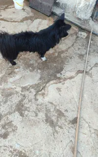 سگ پامر