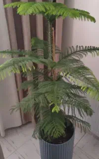 کاج مطبق