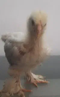 جوجه برهما لایت اصل وارداتی