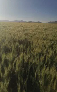 فروش گندم