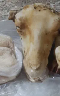 پاک کردن کله پاچه