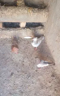 کبوتر