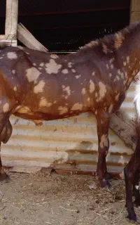 بز نر