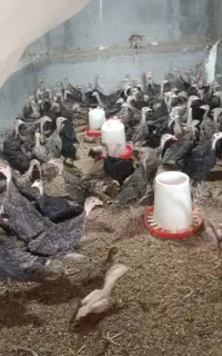 جوجه بوقلمون 60 روزه