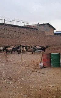 کود گوسفندی