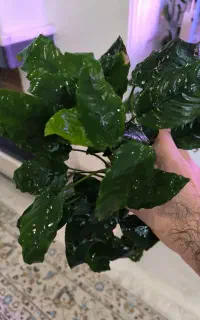 آنوبیاس کافی فولیا