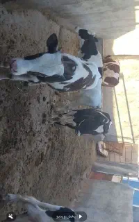 نوبر