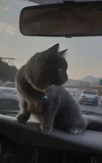 واگذاری گربه برتیش ۶ماهه