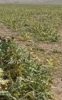 کاه کنگر