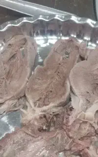 زبان گوساله قیمت مناسب