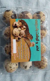 تخم بلدرچین