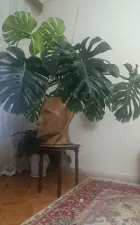 گلدان و گلبرگ انجیری مانسترا