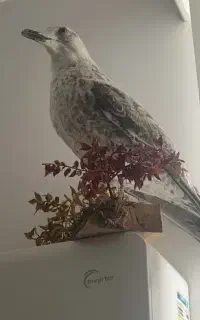 پرنده