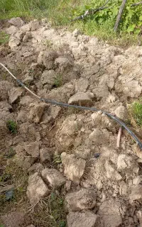 کاشت بیل زدن باغچه