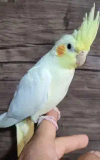 عروس هلندی ، قناری ... نژاد و رنگ متنوع