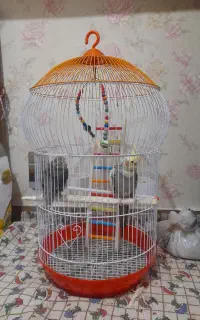 قفس پرنده بزرگ
