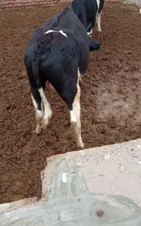 گوساله نر