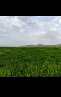 خدمات علف چینی باغات