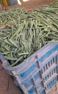 کارگر خانم جهت سبزی پاک کردن درانبار