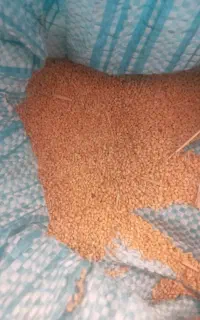 گاورس