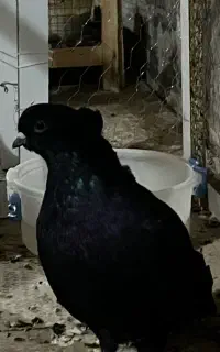 کبوتر