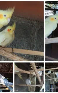 فروش ۳جفت عروس هلندی بالغ