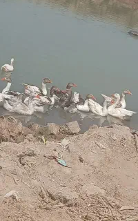 غاز باقیمت مناسب