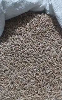 جو لری بذری