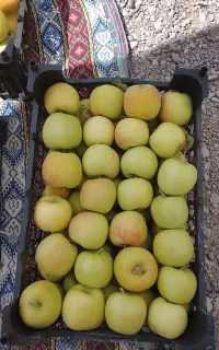 سیب درختی