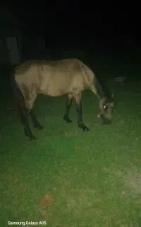 یک راس اسب