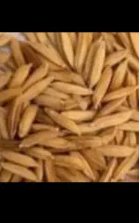 سه کیسه جو هاشمی به فروش می‌رسد