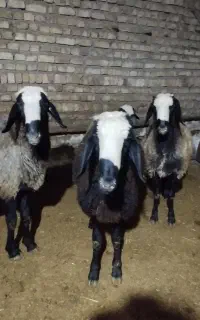 گوچ نژاد شال