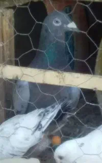 پرنده