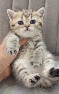 مجموعه گربه های ایران کتز