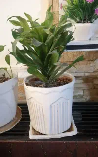گل و گیاه