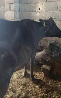 گاو هشت ماه ابستن