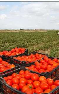 کار ساختمان و سرکارگر کشاورزی