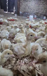 جوجه بوقلمون بیوتی از یک روزه تا پروار