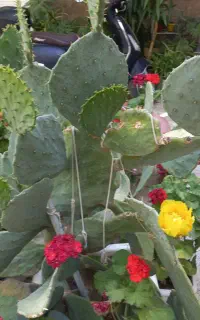 کاکتوس