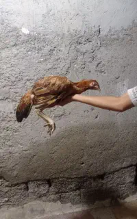 مرغ وخروس