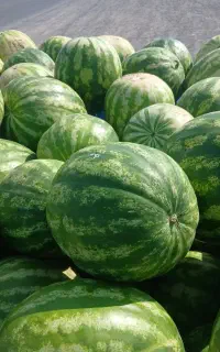 هندوانه بشرط