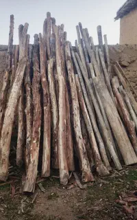 خرید انواع چوب