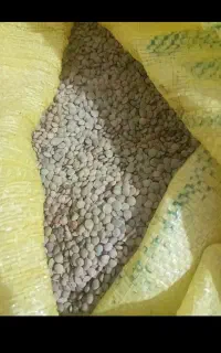 عدس امسال