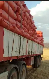 کاه نرم تازه سفید بدون خاک بیده خشک