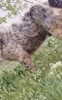 سگ نر