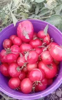 گوجه
