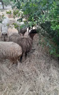 بره لار زنده
